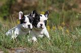 BOULEDOGUE FRANCAIS 413